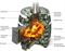 Дровяная печь TMF Саяны Мини Inox ДА M181495 - фото 5344209