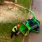 Измельчитель GreenMech QuadChip 160 419-078545 - фото 5949323